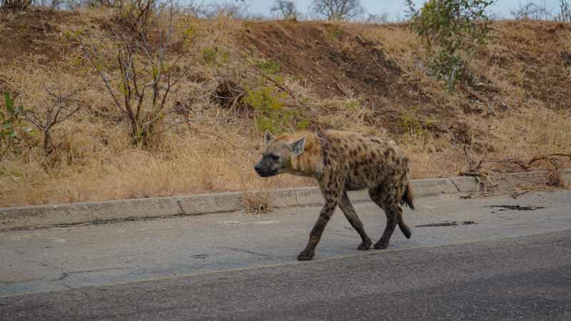 Diario di viaggio in Sudafrica